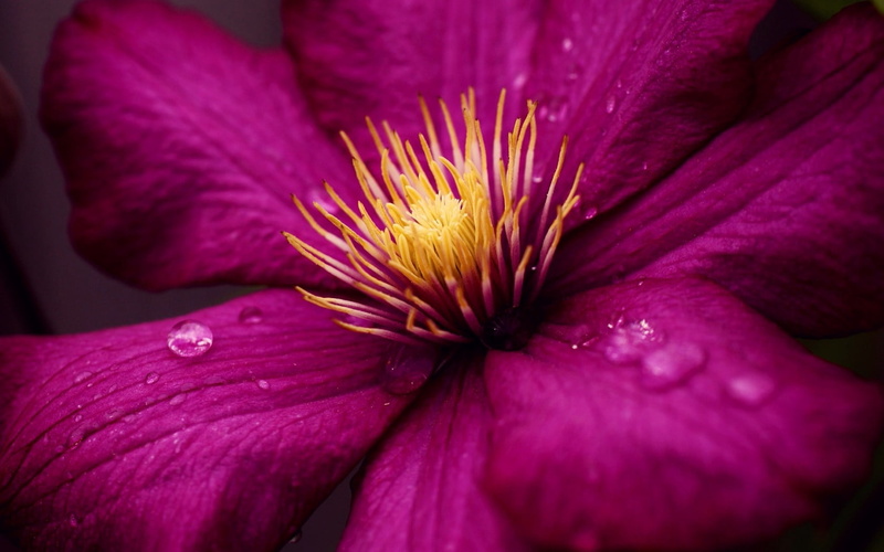 flower, beauty in nature, pollen, purity, nature, no people, vulnerability, close-up, clematis, flowering plant, pink color, drops, drop, water, freshness