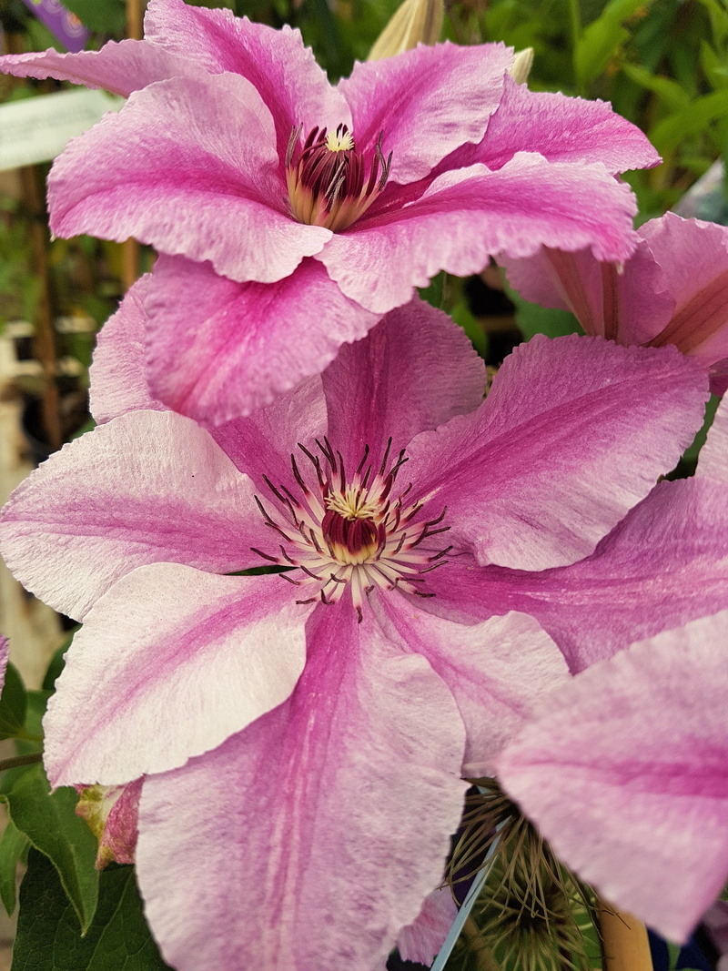 bloom, flower, beauty in nature, botany, nature, pollen, day, clematis, no people, inflorescence, flower head, focus on foreground, stamen, plant, growth