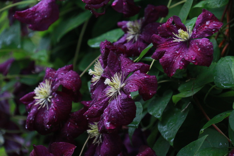 5K, beauty in nature, flowering, fragility, flower, no people, flowering plant, violet, plant part, purple, day, climbing, close-up, growth, leaf, outdoors