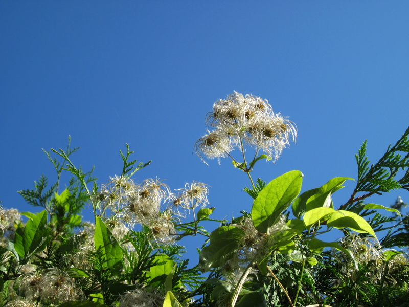 creeper, flora, plant part, low angle view, blue, clematis vitalba, tree, climber, sunlight, nature, leaf, flower, inflorescence, freshness, close-up, travellers joy