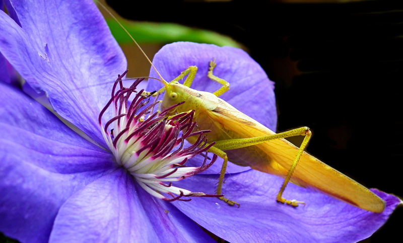 flower, freshness, 2K, animal wildlife, plant, vulnerability, animal, grasshopper, petal, inflorescence, flower head, pollen, animal themes, creeper, no people
