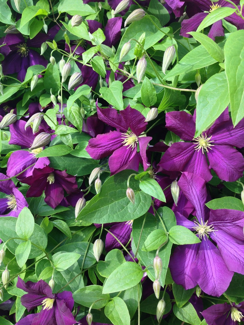 full frame, outdoors, beauty in nature, no people, freshness, plant part, purple, flowering plant, petal, clematis, growth, garden, springtime, nature