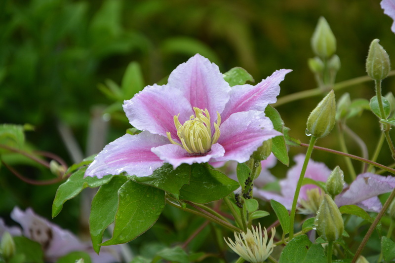 pollen, vulnerability, petal, pink, close-up, no people, plant, purple, pink color, white, green color, fragility, creeper, springtime, flower head, clematis