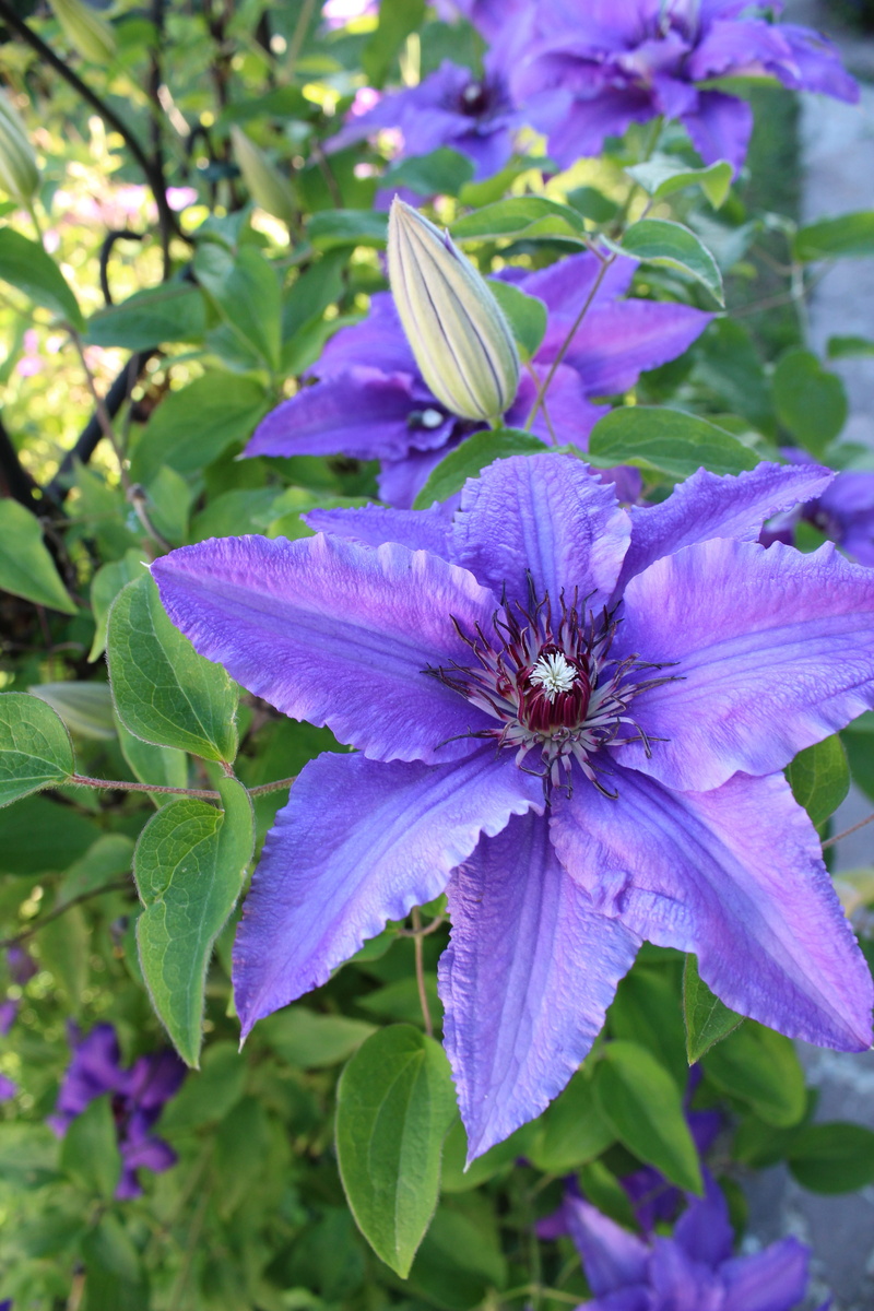 freshness, pollen, vulnerability, pollination, violet, 5K, day, close-up, flower, flowering plant, petal, no people, blue, leaf, clematis, flower head
