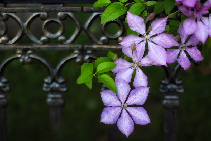 Clematis, Man Made, Still Life, Purple Flower, Close-Up, Flower, 1080P