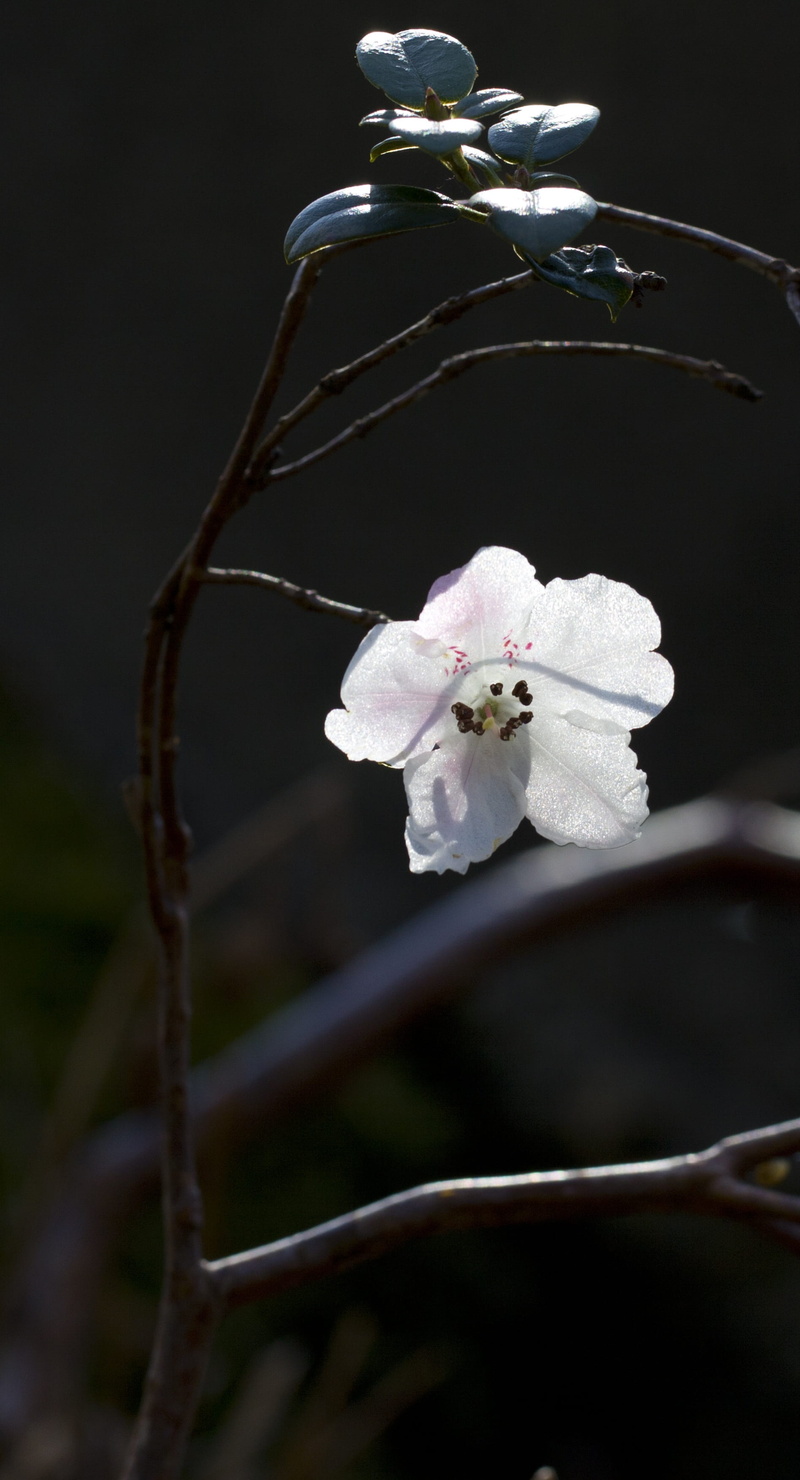 vandeusen botanical garden, flowering plant, flower head, 2K, beauty in nature, blossom, ikebana, grey, selective focus, branch, growth, azalea, orchid
