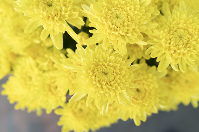 selective focus, plant, flower arrangement, freshness, aster, blossom, close-up, daisies, inflorescence, art, outdoors, 8K, apiaceae, jar, flower head