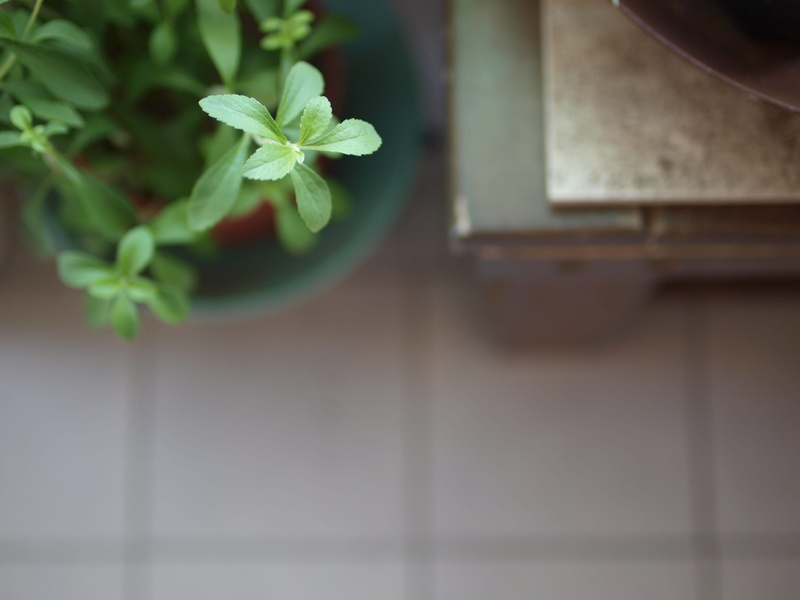 herbs, ikebana, blossom, architecture, planter, beauty in nature, fragility, flower, day, ornament, growth, mint, vase, art, potted plant, indoors, leaf