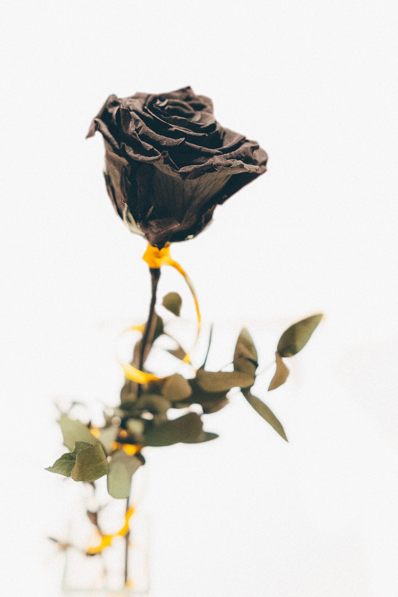 plant, black, sadness, plant stem, fragility, blossom, vulnerability, wall - building feature, copy space, petal, clean, vertebrate, zaragoza, close, leaf