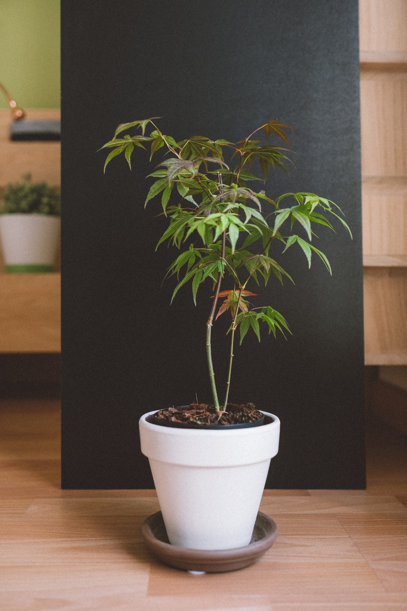 focus on foreground, bonsai, jar, indoor, wood - material, leaf, cannabis, green color, day, ikebana, pot, white pot, 5K, ornament, houseplant, art, pottery