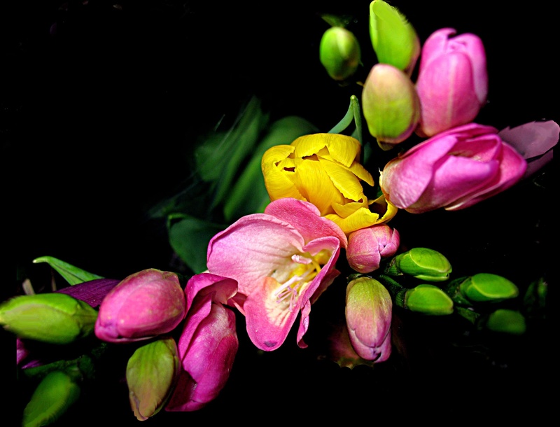 plant, close-up, flowers, bud, bunch of flowers, vulnerability, beauty in nature, tulips, 2K, close, nature, flowering plant, black background, no people