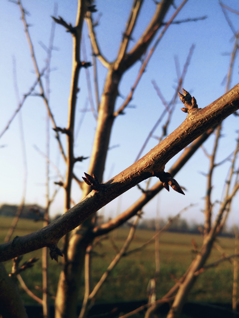 day, branch, reptile, sky, mammal, low angle view, animal, climbing, one animal, 5K, tree, outdoors, focus on foreground, no people, trees, plant, animal wildlife