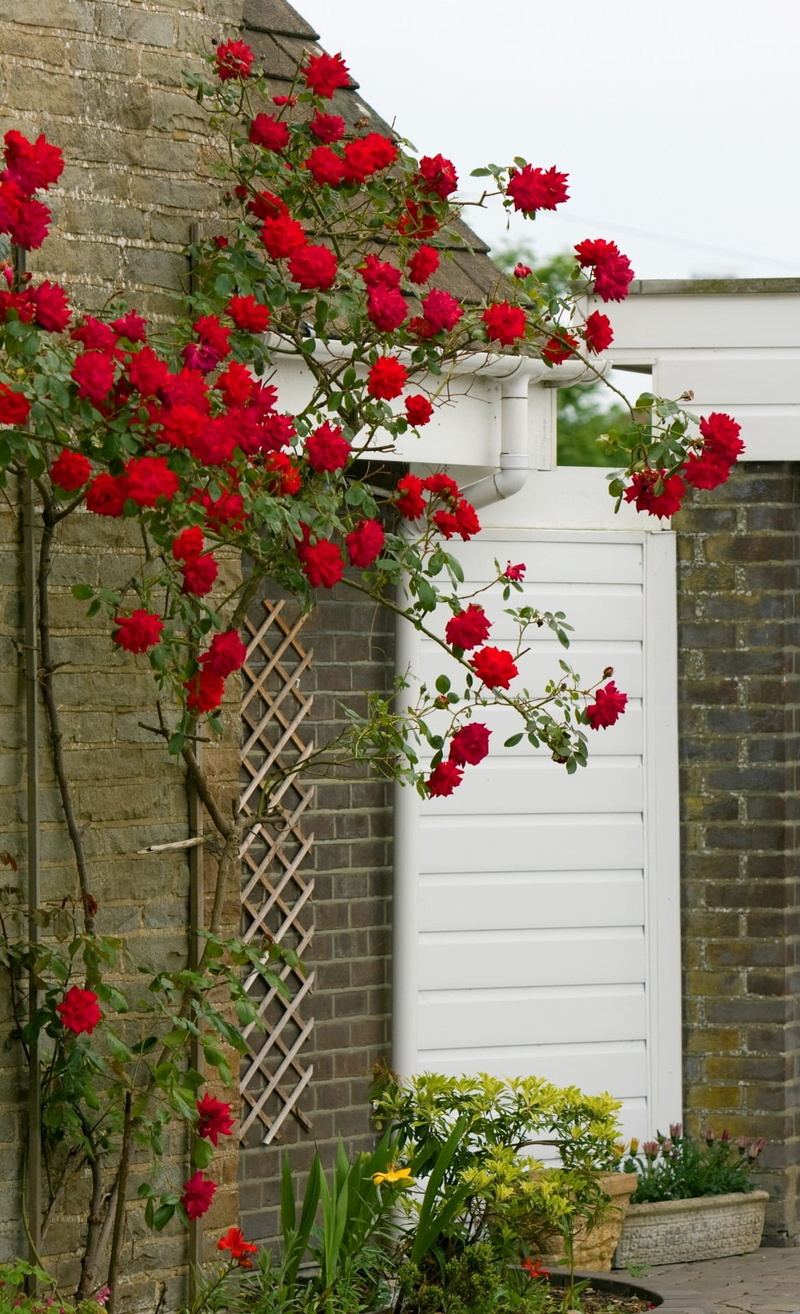 rose, nature, day, leaf, no people, summer, house, freshness, flower pot, architecture, built structure, beauty in nature, flowers, climbing, 1080P, fragility