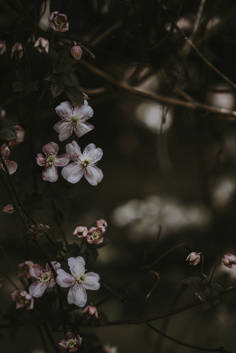 botany, brown, forest, flower head, fragility, white, freshness, selective, pollen, woodland, day, 8K, green, tree, japan, focus, climbing, spring, outdoors