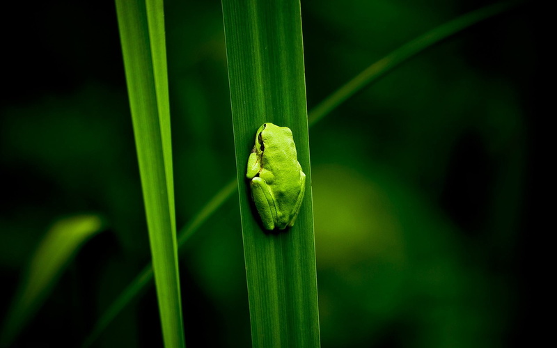 plant, 1080P, climbing, marsh, frog