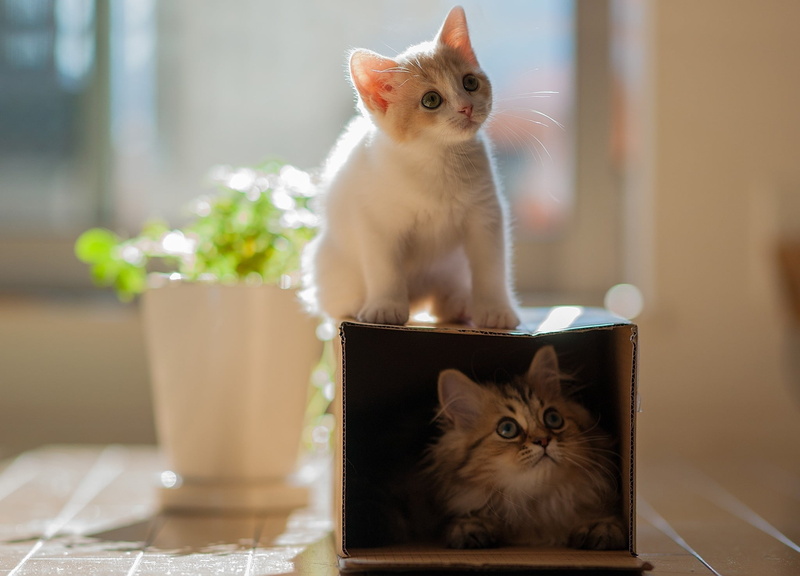 fun, beautiful, striped, playful, looking at camera, no people, kitten, small, sitting, cute, mammal, vertebrate, fluffy, cat, portrait, pets, purebred Cat