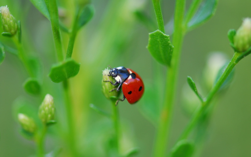animal themes, climbing, green Color, ladybug, insect, spotted, black, black Color, animal wildlife, close-up, no people, insects, beetle, leaf, blade of Grass