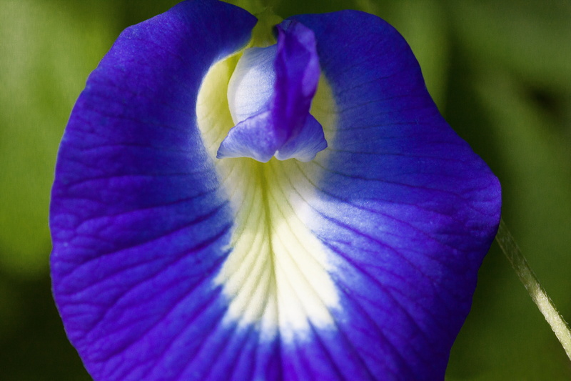 flowering plant, macro, faboideae, climbing ornamental plant, blue, no people, vulnerability, 4K, fabaceae, clitoria ternatea, pollen, flora, petal, green