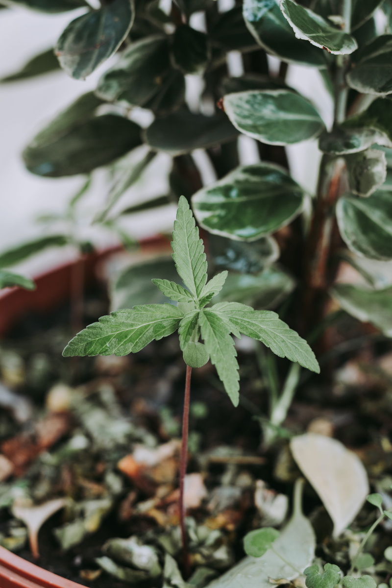 day, uruguay, moody, fragility, pale, nature, outdoors, high angle view, growth, josé ignacio, beauty in nature, leaf, beginnings, close-up, 5K, green color