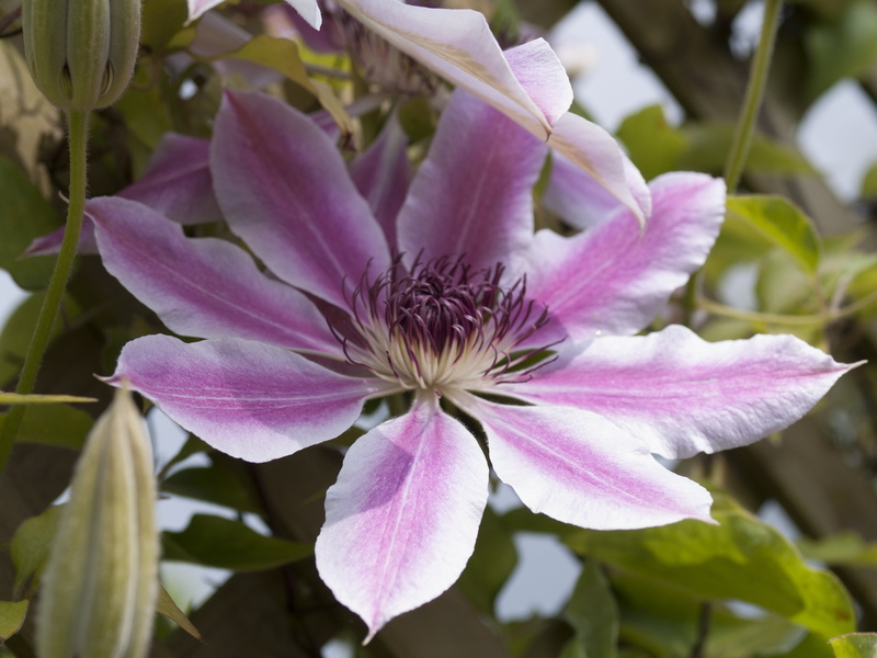 flowering, plant, bloom, outdoors, beauty in nature, freshness, blossom, pollen, 2K, close-up, violet, petal, spring, flower, springtime, fragility, purple