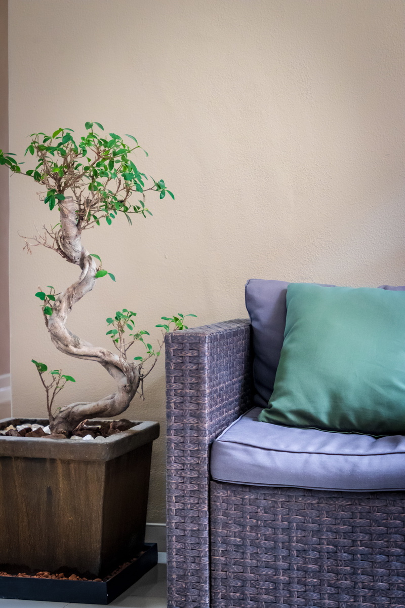 wood, ikebana, bonsai, nature, couch, blossom, armchair, relaxation, pillow, seat, flower arrangement, wall - building feature, living room, indoors, wall