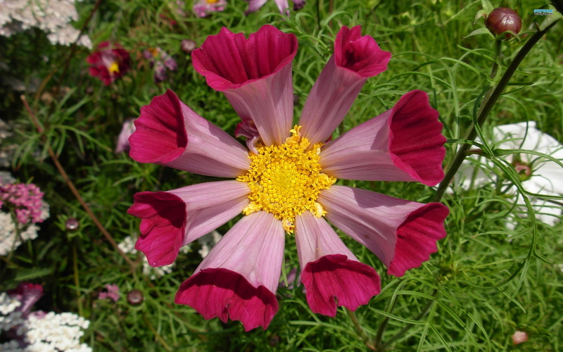 seasells, nature, mexican, 2K, nature and landscapes, flowers, aster