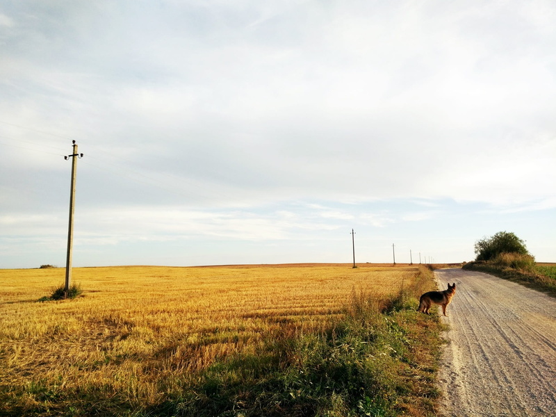 mammal, real people, eu, ukmerge, eastern, scenics - nature, baltic, domestic, environment, cloud - sky, land, city, skyline, rural scene, lietuva, Europe