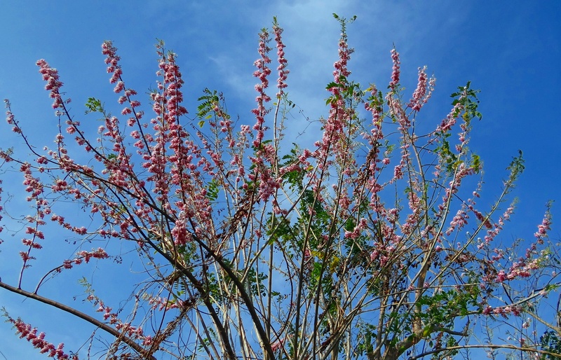 2K, low angle view, nitrogen-fixing, tree, freshness, gliricidia sepium, close-up, outdoors, nature, beauty in nature, plant, cloud - sky, sunlight, day