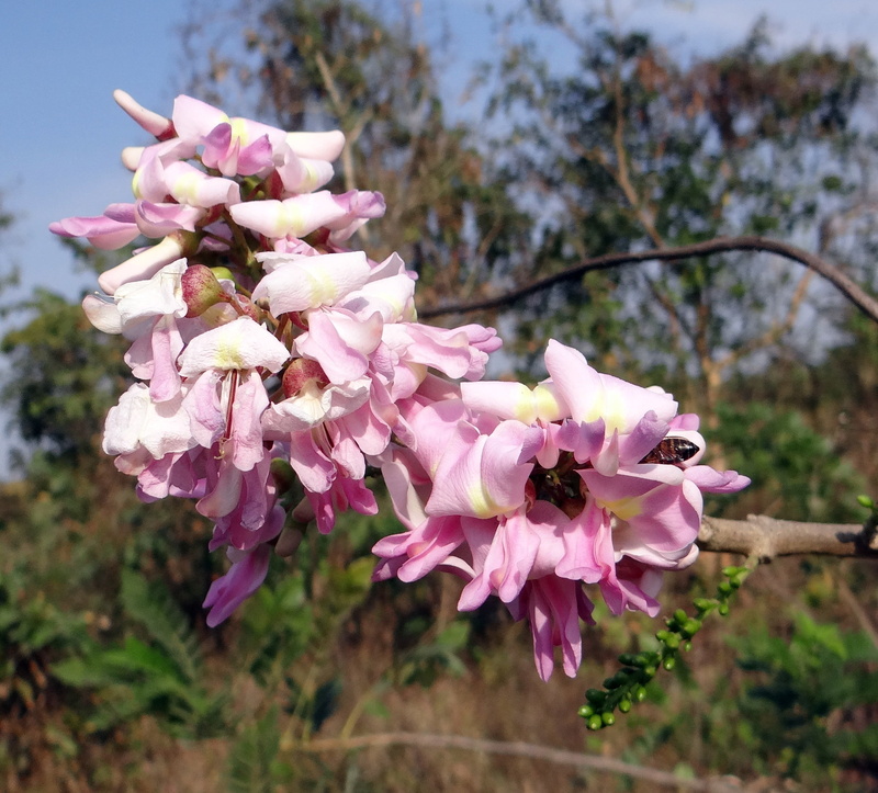 no people, freshness, outdoors, flower, spring, flower head, focus on foreground, springtime, nitrogen-fixing, tree, gliricidia sepium, beauty in nature