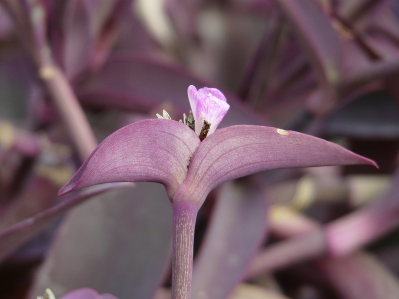 animal, 2K, beauty in nature, violet, tradescantia pallida, stalk, commelinaceae, petal, bloom, purple, close-up, mexican dreimasterblume, selective focus