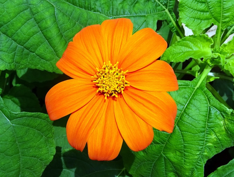 karnataka, flowering plant, asteraceae, tithonia rotundifolia, flora, mexican sunflower, petal, fragility, plant, tithonia, orange color, leaf, freshness