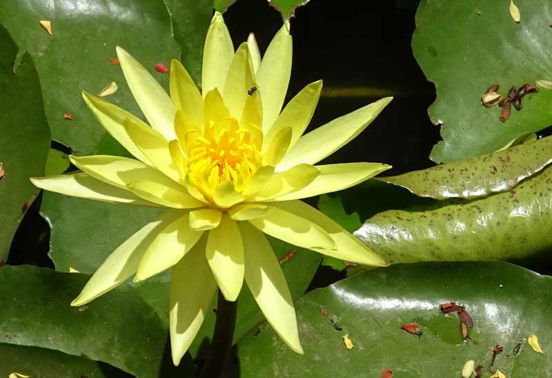 vulnerability, growth, inflorescence, dharwad, flora, water, karnataka, nymphaea mexicana, yellow, freshness, mexican waterlily, fragility, water lily