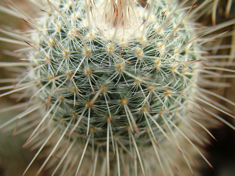 sign, nobody, close, flora, selective focus, spiked, sky, color, travel, botanical, prickly, vintage, dry, tropical, growth, summer, natural pattern, spiky