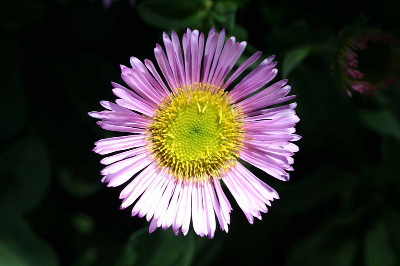 freshness, growth, 8K, flower, no people, nature, outdoors, mona vale house, close-up, isolated, softness, erigeron karvinskianus, blossom, inflorescence