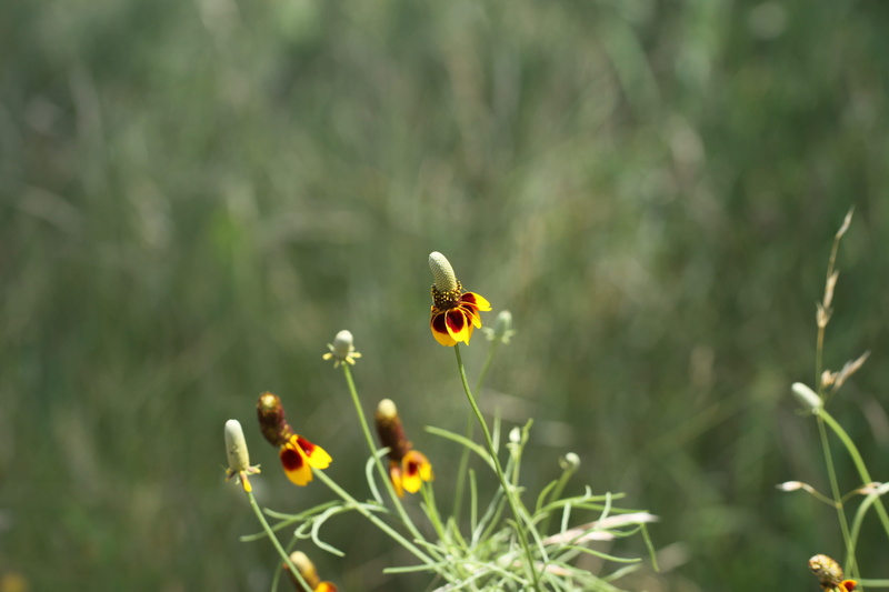 invertebrate, fragility, blossom, beauty in nature, animals in the wild, outdoors, insect, red spike mexican hat, animal, mexican hat flower, vulnerability