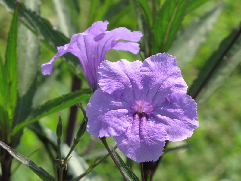 no people, Purple, flowering, flower, freshness, Petunia, petals, perennials, vulnerability, ruellia angustifolia, beauty in nature, blue, decorative, plant