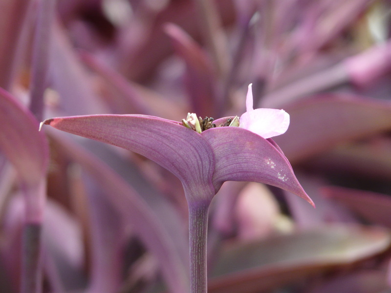 freshness, fragility, pink color, bloom, tradescantia pallida, flower, petal, three master flower, animal wildlife, one animal, plant, flower head, violet