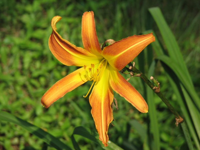 nature, floral, vulnerability, close-up, yellow, bloom, fragility, orange color, flowering plant, lily, flower, focus on foreground, outdoors, freshness