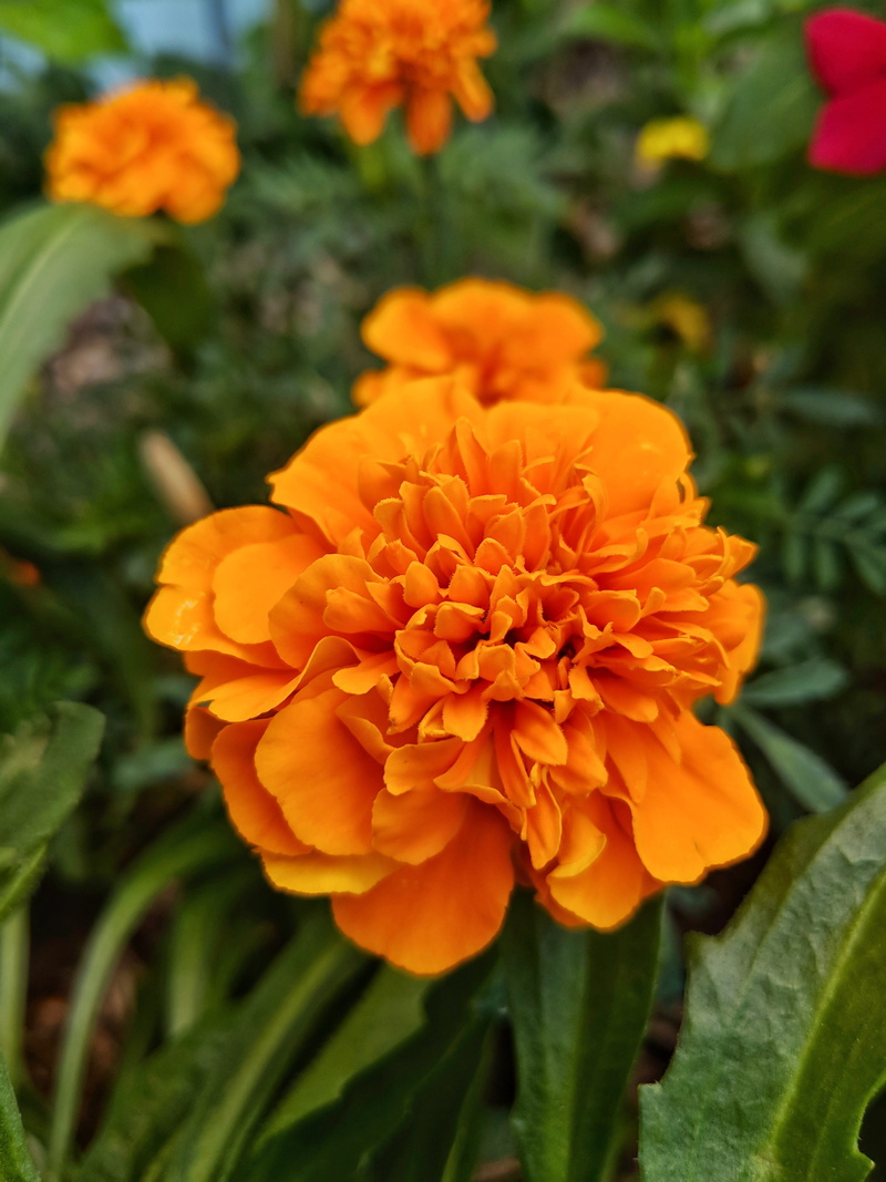 plant part, petal, inflorescence, orange, marigold, orange color, no people, flower head, mexican marigold, day, 4K, nature, plant, flower, freshness