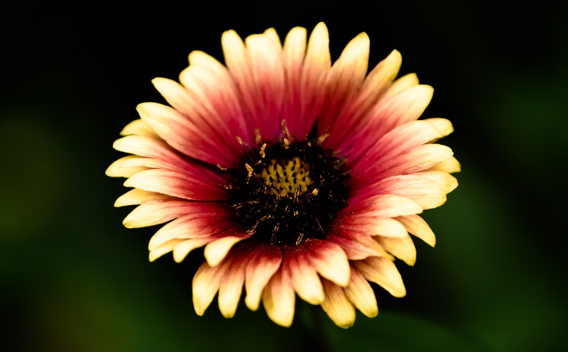 gazania, Petals, flowering plant, focus on foreground, flower head, no people, pollination, Flower, vulnerability, close-up, studio shot, beauty in nature