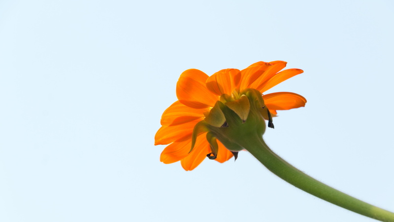 petal, vulnerability, blue background, flowerbed, flowering plant, botany, nature, bunch of flowers, no people, beauty in nature, growth, plant, tulip