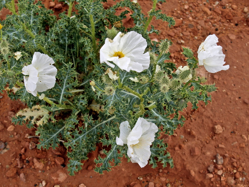 2K, nature, no people, flower head, field, white color, land, plant part, mexican poppy, outdoors, growth, desert, inflorescence, flora, freshness, petal