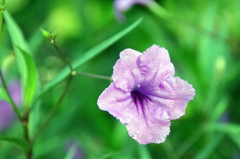 mexican bluebel, petal, petals, mexican petunia, beauty in nature, pollen, day, pink color, outdoors, fragility, freshness, close-up, growth, petunia, crumpled up