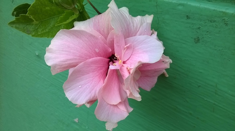 daisy, 2K, violet, rosa-sinensis, no people, close-up, mexican, flower, garden, plant part, plant, hibiscus, growth, inflorescence, pink color, rosa, fragility