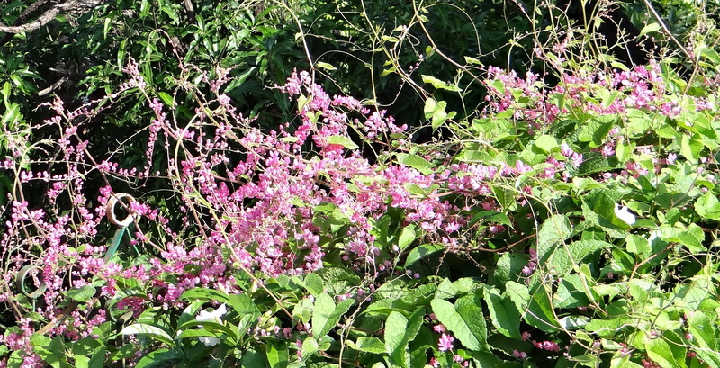 honolulu creeper, green color, plant part, mexican creeper, india, freshness, springtime, outdoors, day, antigonon leptopus, polygonaceae, pink, flowering plant