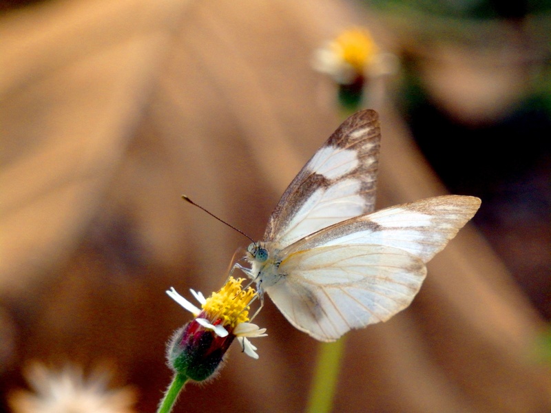 animal Wing, macro, day, white, freshness, butterfly - Insect, garden, summer, pollination, animals in the wild, no people, 1080P, floral, coatbuttons