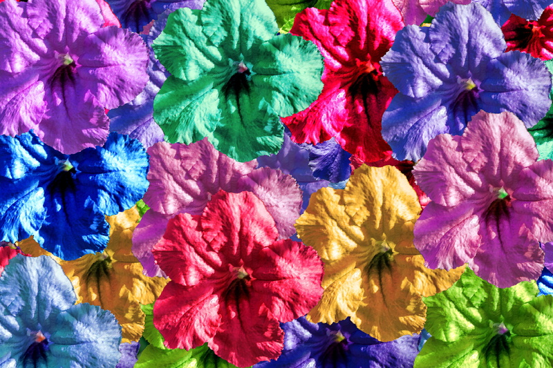 colorful, blue, flower head, fragility, colors, color, flower arrangement, backgrounds, petal, petunia, red, beauty in nature, multi colored, close-up
