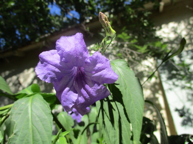bloom, focus on foreground, flower head, floral, close-up, flowering plant, 1080P, no people, mexican lilac, vulnerability, nature, flower, leaf, purple