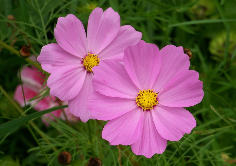 pollen, day, inflorescence, floral, purple, garden cosmos, flora, garden, focus on foreground, flowers, cosmos flower, close-up, flower, no people, leaf