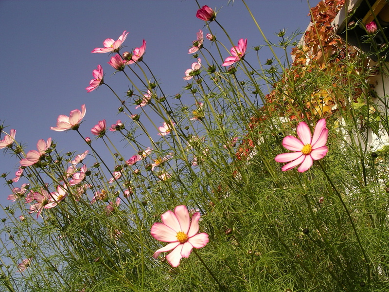 pink color, flowering plant, petal, cosmos, outdoors, garden, colorful, Garden Cosmos, blossom, mexican aster, bloom, land, floral, 1080P, flowers, flower